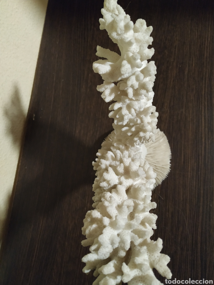 Vintage: Pieza de coral antiguo - Foto 5