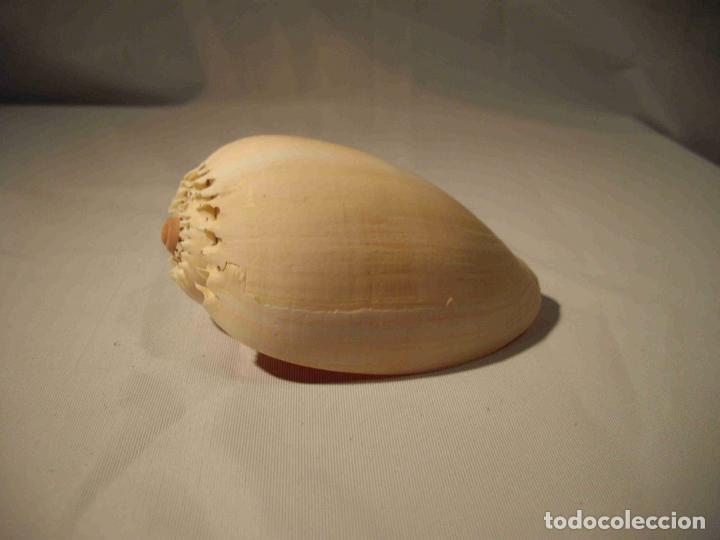 Vintage: CONCHA10530