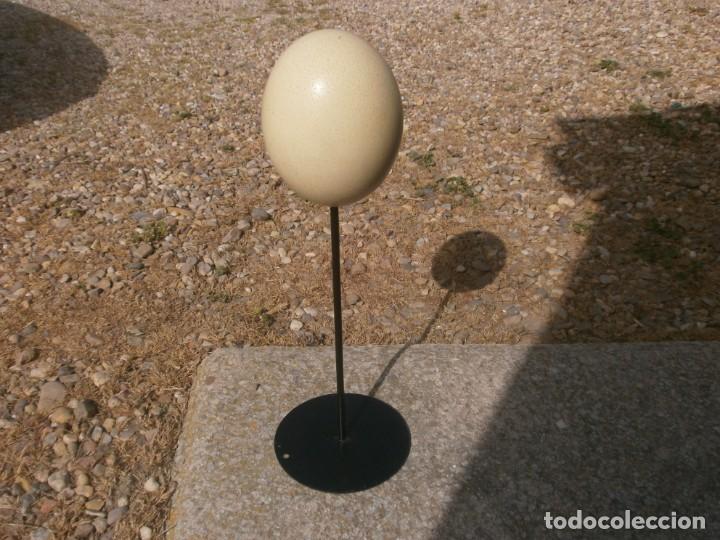 Vintage: Huevo de avestruz medida 15 X 12 cm. con soporte peana de hierro 49 cm,