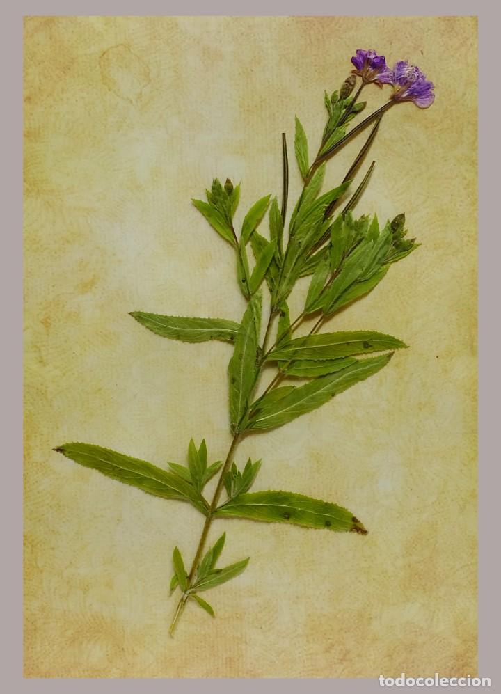 Vintage: Herbario estilo victoriano - Planta natural prensada - Hierba de San Antonio - Epilobium hirsutum
