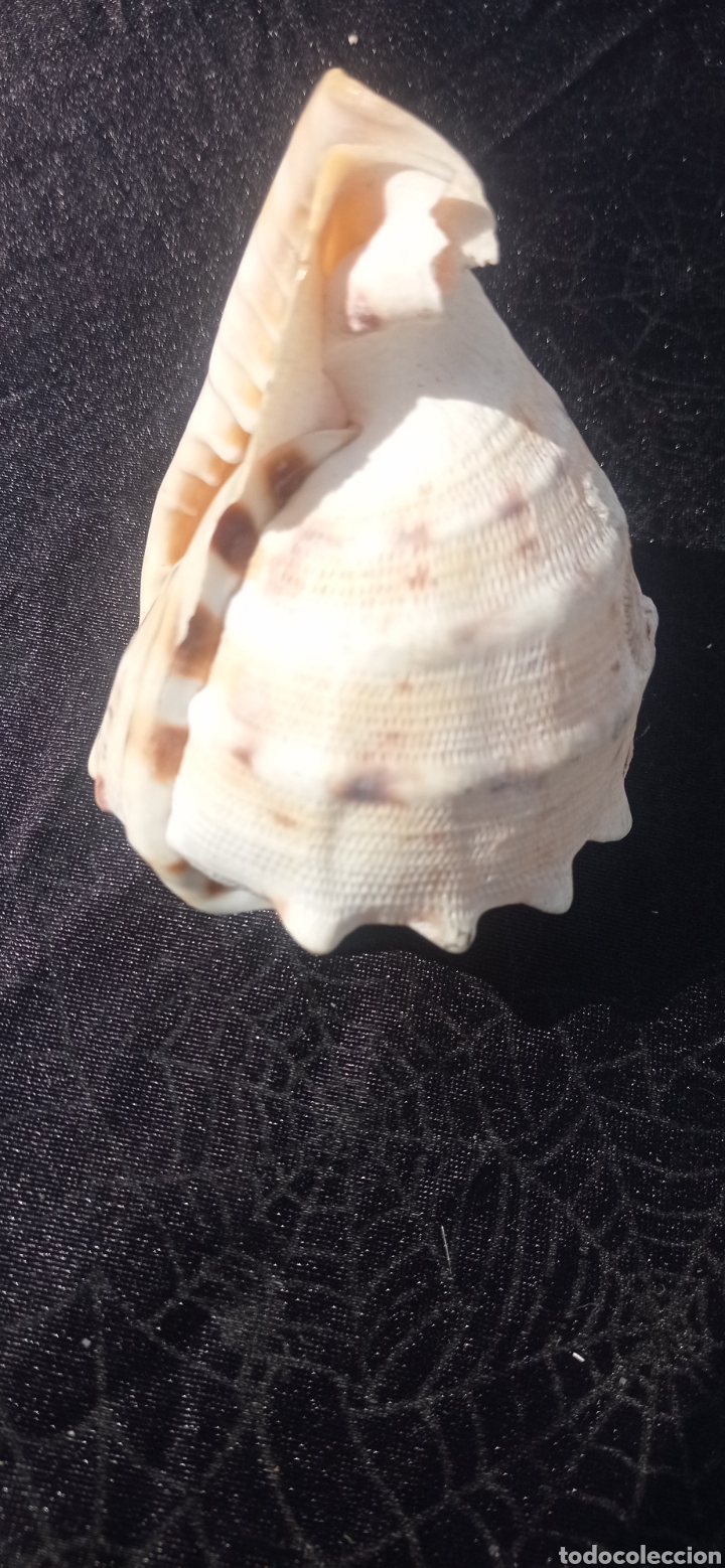 Vintage: Concha caracol de mar fosil - Foto 2