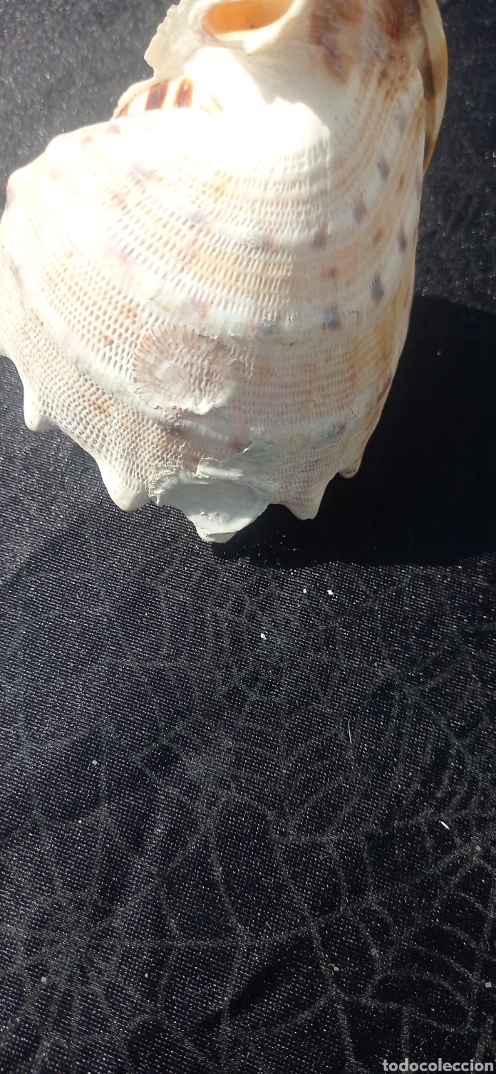 Vintage: Concha caracol de mar fosil - Foto 3