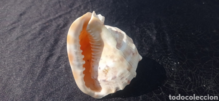 Vintage: Concha caracol de mar fosil - Foto 4