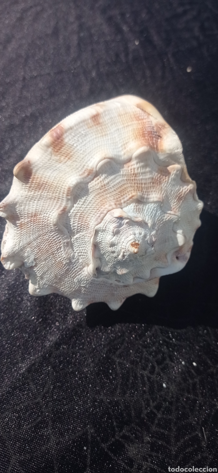 Vintage: Concha caracol de mar fosil - Foto 5