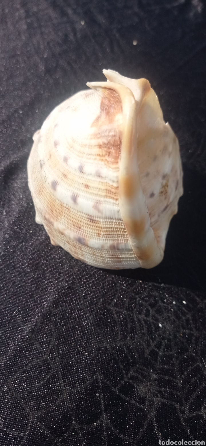 Vintage: Concha caracol de mar fosil - Foto 6