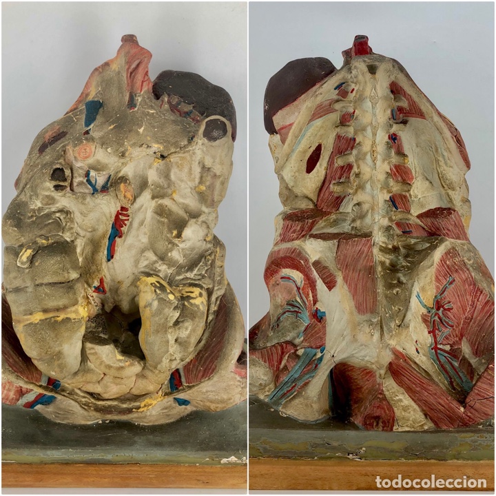 anatomia humama desmontable cuerpo humano - Compra venta en todocoleccion