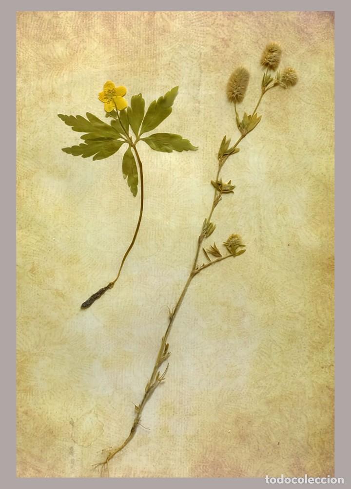 Vintage: Herbario estilo victoriano - Planta natural prensada - Anemone and Trifolium
