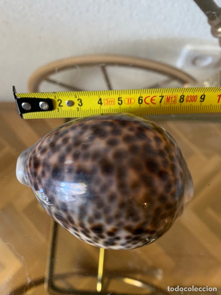 Vintage: Concha marr&oacute;n