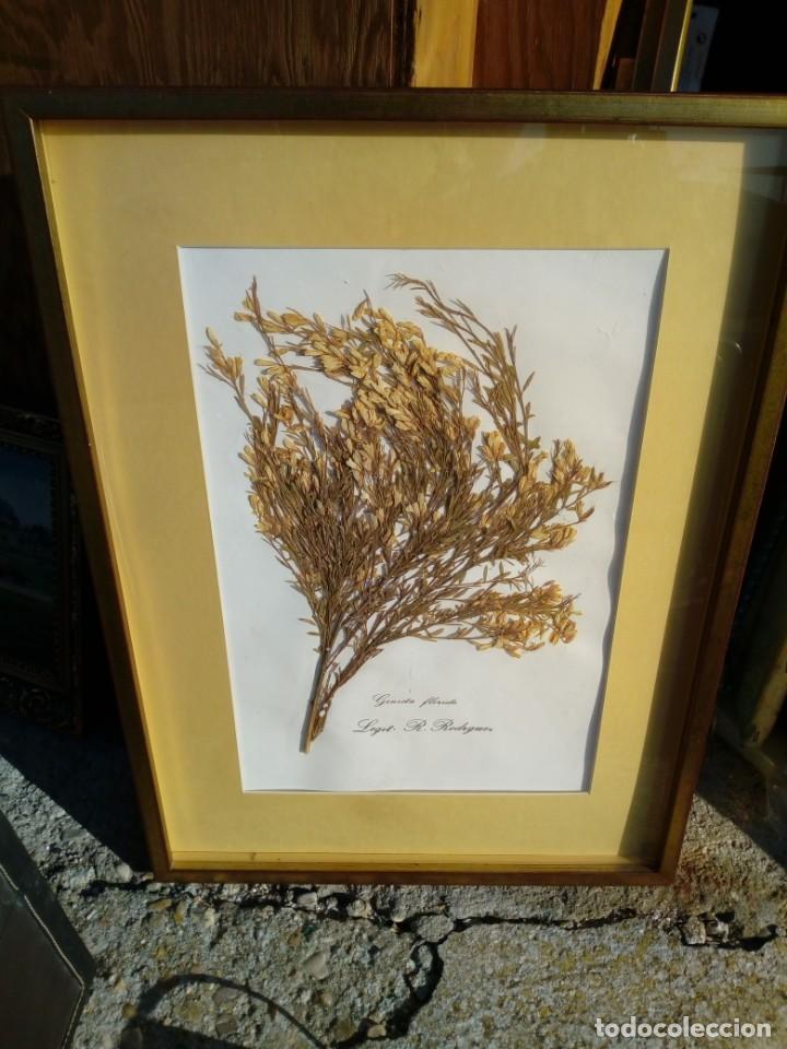 Vintage: Cuadro planta Gemista florida, legit R. Rodrguex enmarcado marco dorado 58X43 cm.