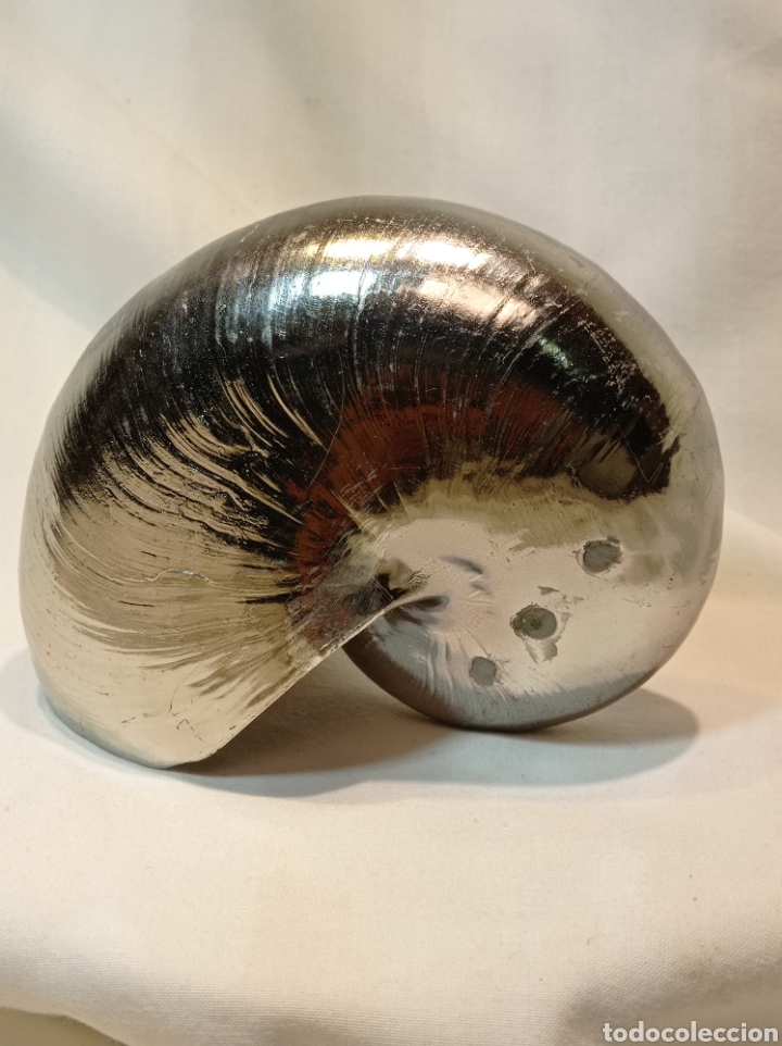 Vintage: VINTAGE NAUTILUS DE RESINA PLATEADO - Foto 3