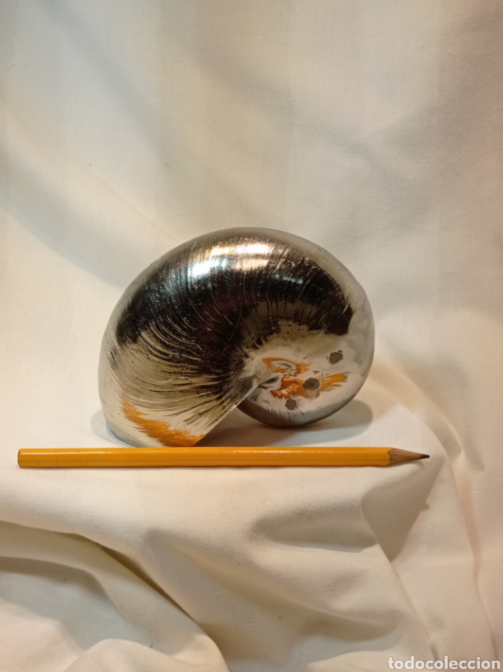 Vintage: VINTAGE NAUTILUS DE RESINA PLATEADO - Foto 8