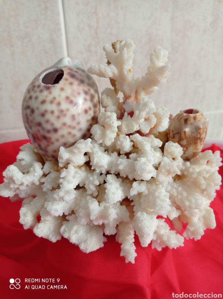 Vintage: CORAL BLANCO CONJUNTO CONCHAS Y CABALLITO DE MAR - Foto 2