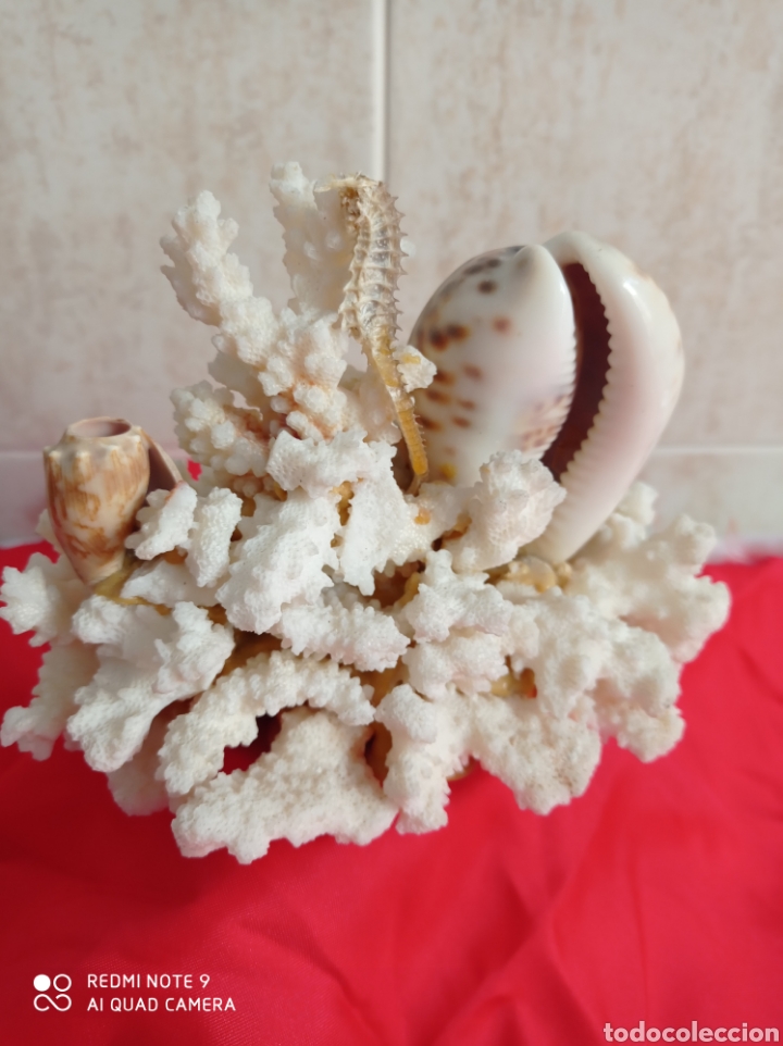 Vintage: CORAL BLANCO CONJUNTO CONCHAS Y CABALLITO DE MAR - Foto 1