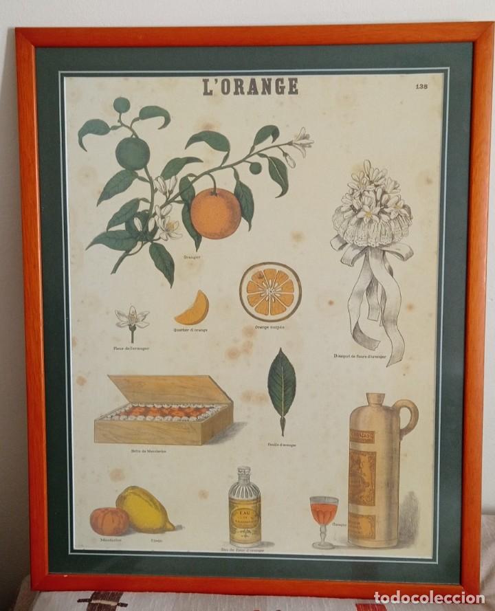 Vintage: L&aacute;mina enmarcada naranjas vintage