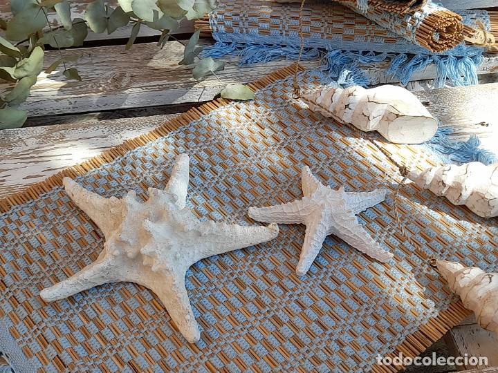 Vintage: 2 estrellas de mar - Foto 1