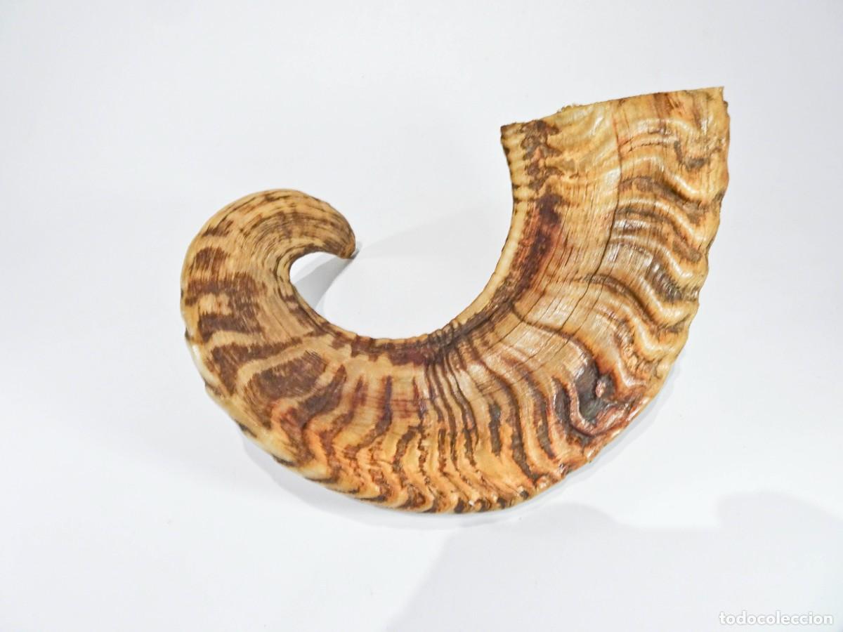 Vintage: Cuerno espiral cabra carnero semipulido - Foto 4