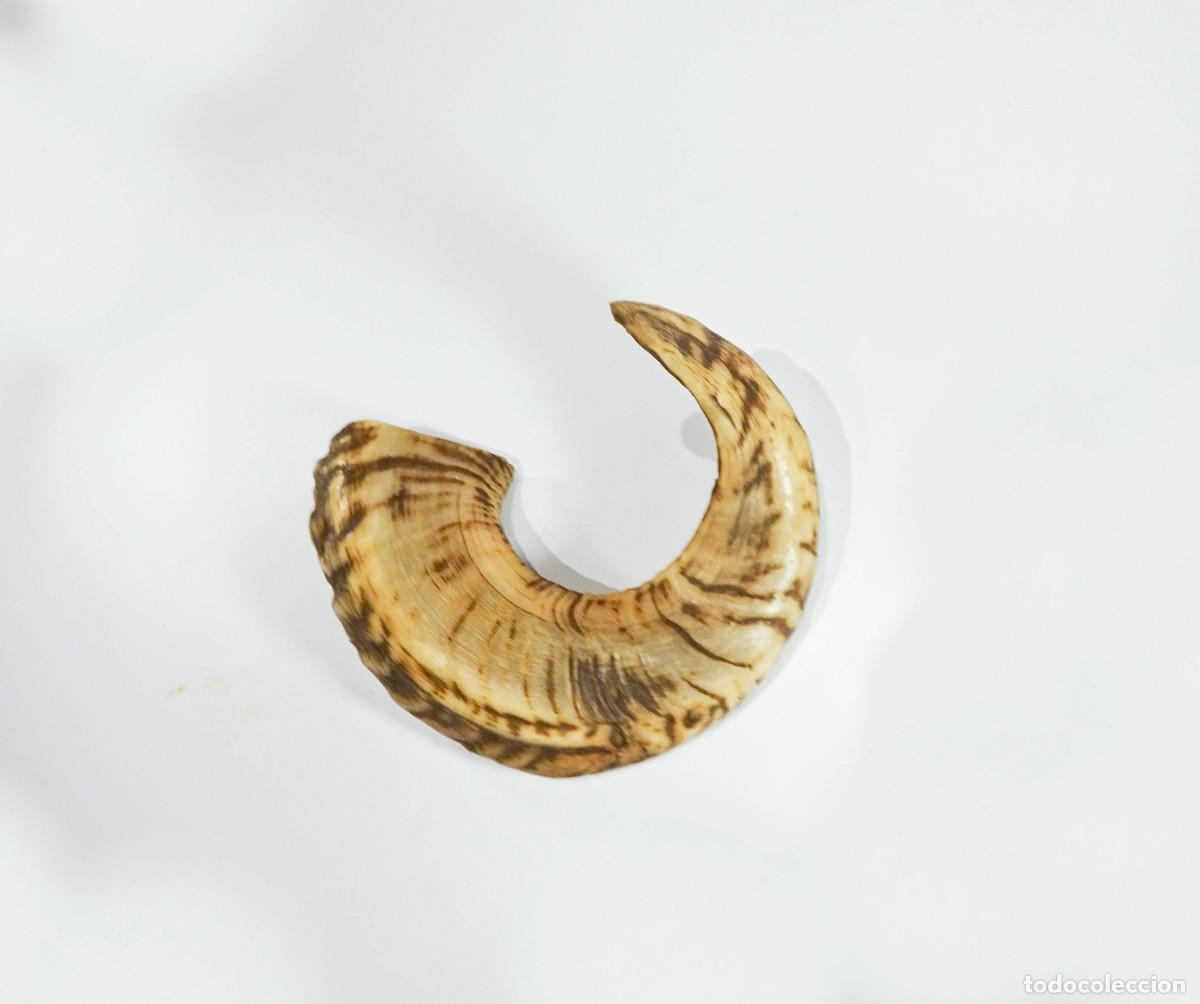 Vintage: Cuerno espiral cabra carnero semipulido - Foto 5
