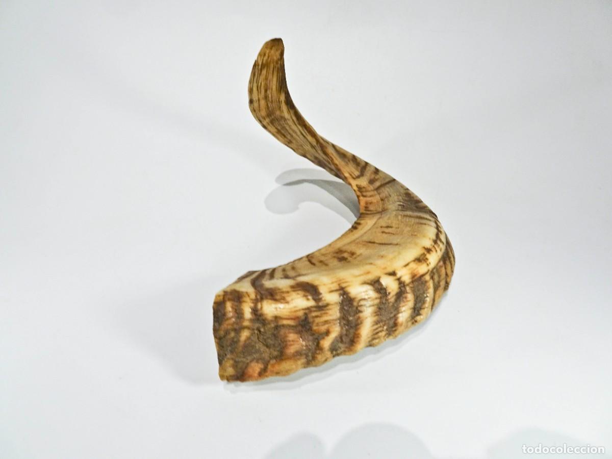 Vintage: Cuerno espiral cabra carnero semipulido - Foto 1