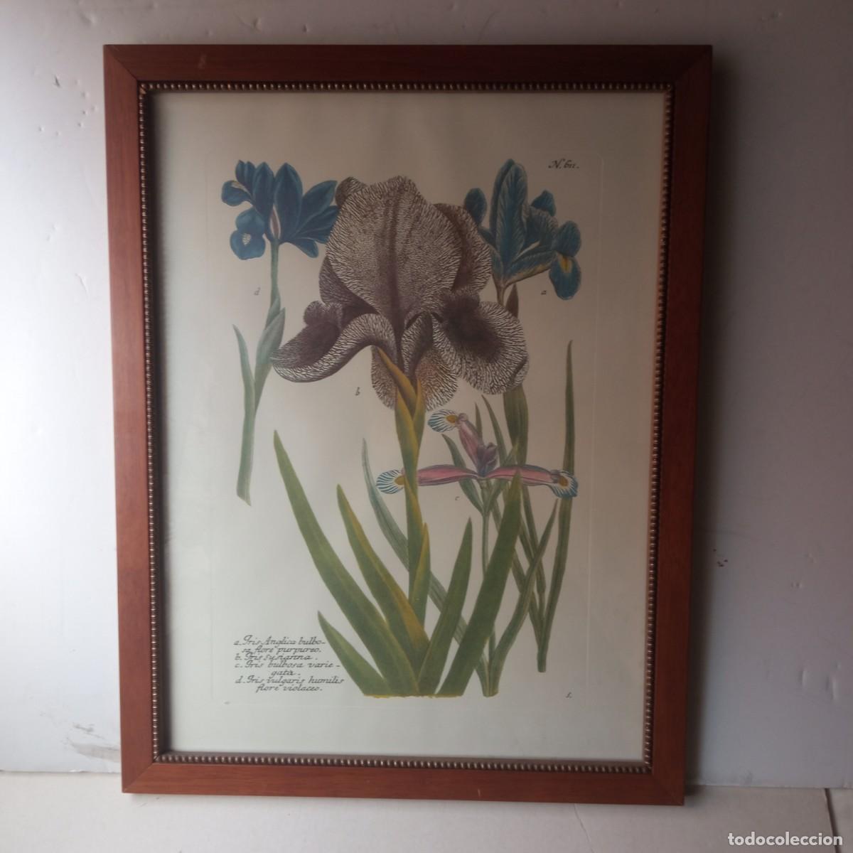 Vintage: cuadro con grabado de flores de Iris enmarcado - Foto 1