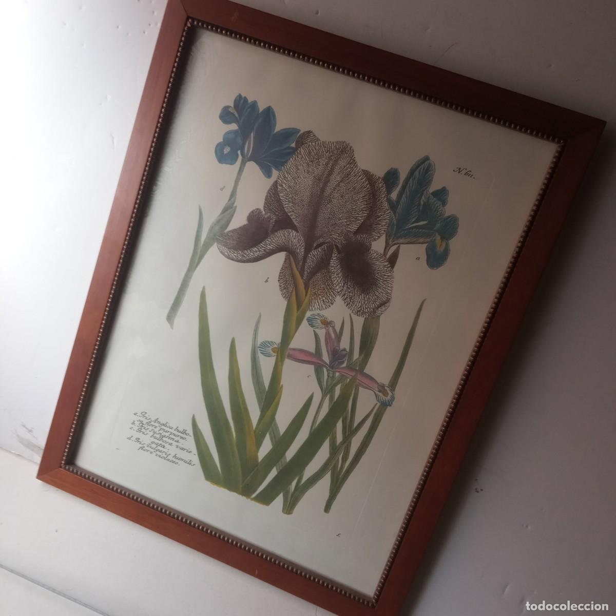 Vintage: cuadro con grabado de flores de Iris enmarcado - Foto 2