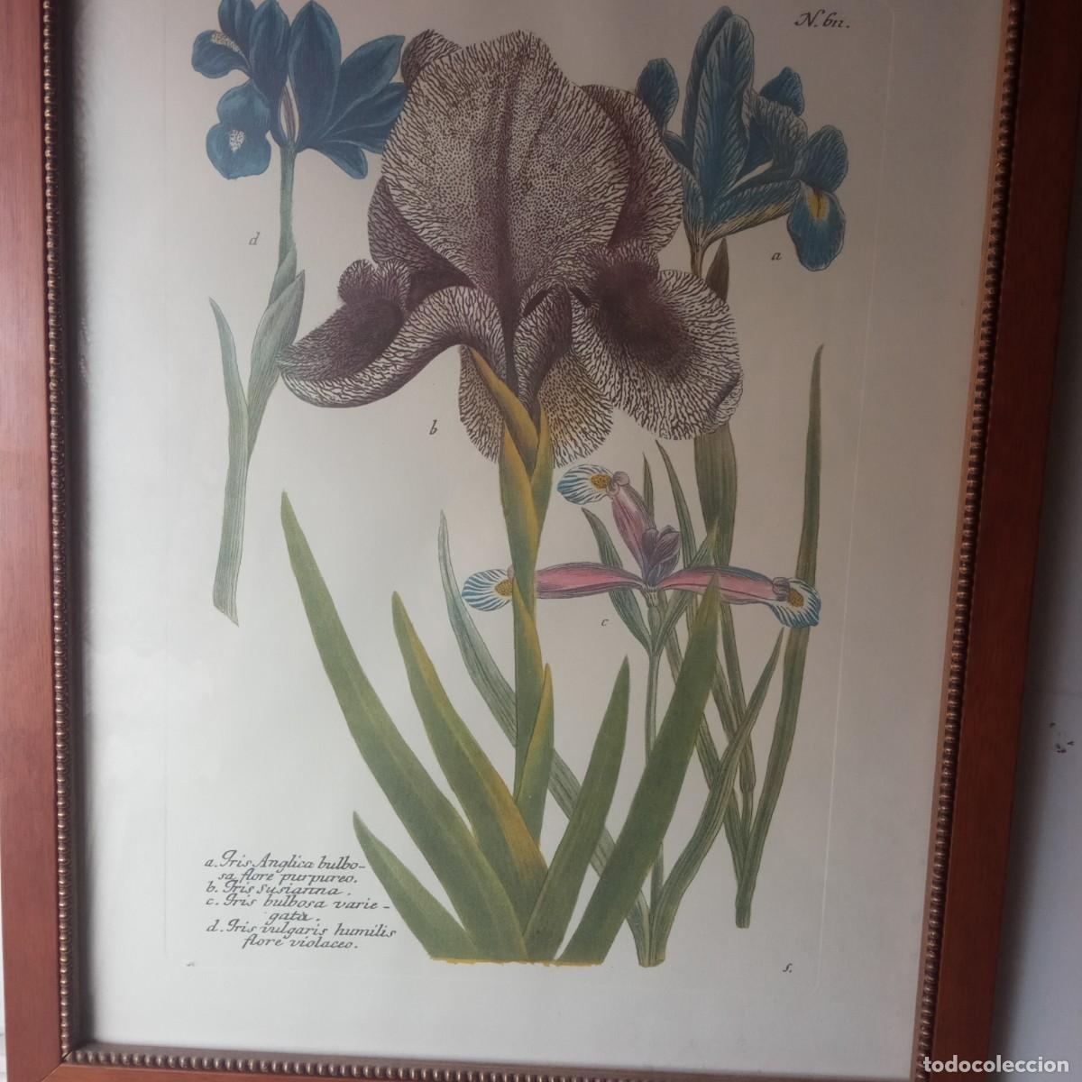 Vintage: cuadro con grabado de flores de Iris enmarcado - Foto 3