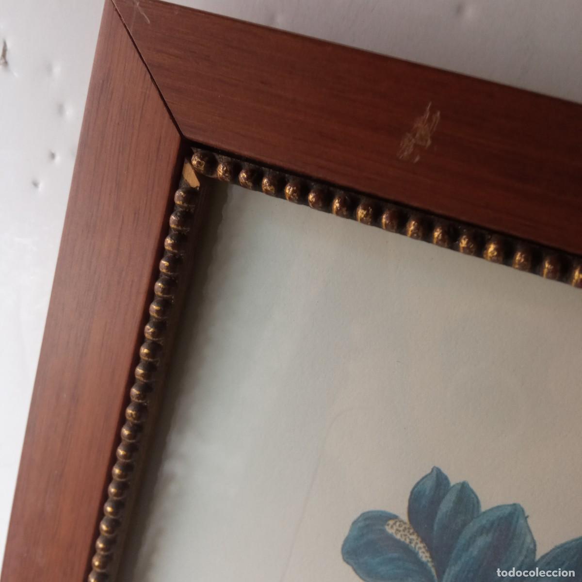 Vintage: cuadro con grabado de flores de Iris enmarcado - Foto 4