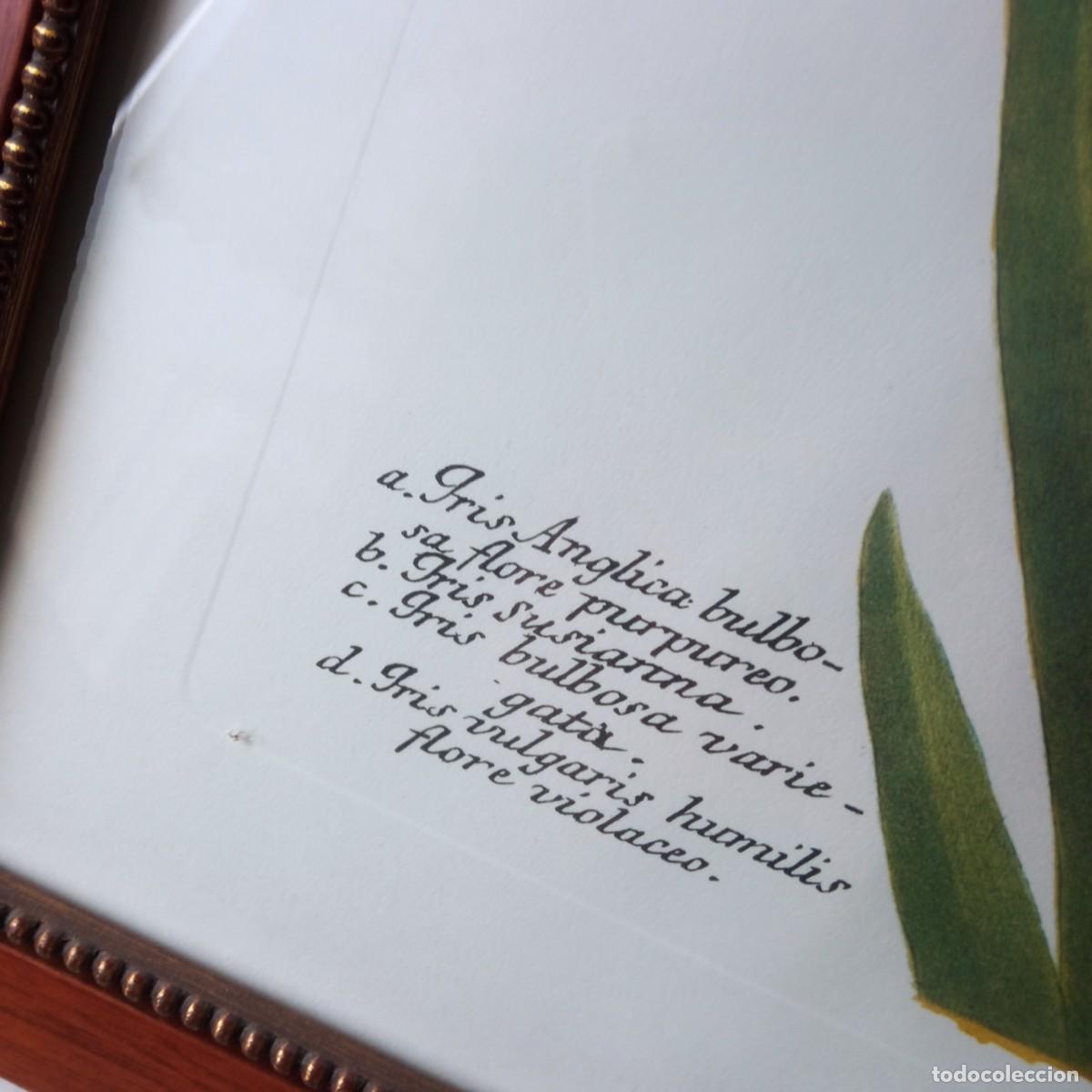 Vintage: cuadro con grabado de flores de Iris enmarcado - Foto 6
