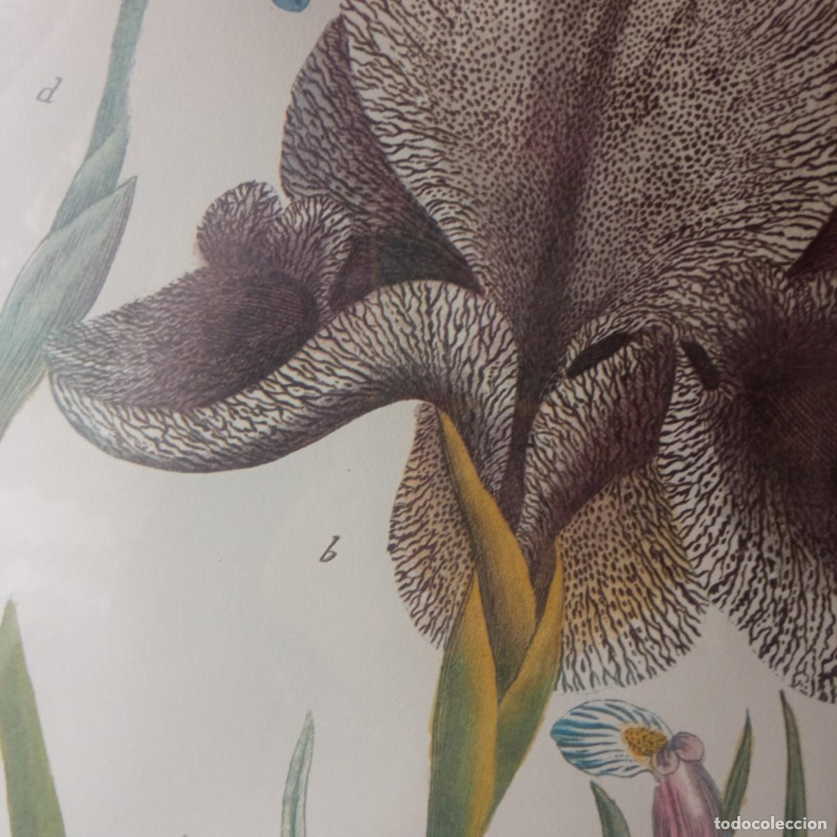 Vintage: cuadro con grabado de flores de Iris enmarcado - Foto 7