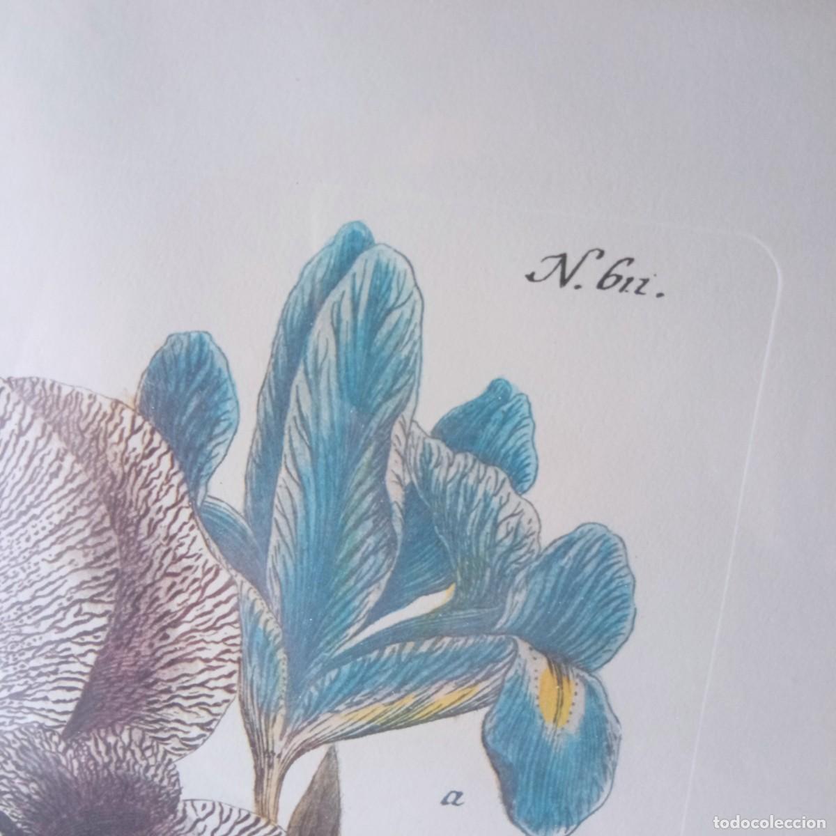 Vintage: cuadro con grabado de flores de Iris enmarcado - Foto 8