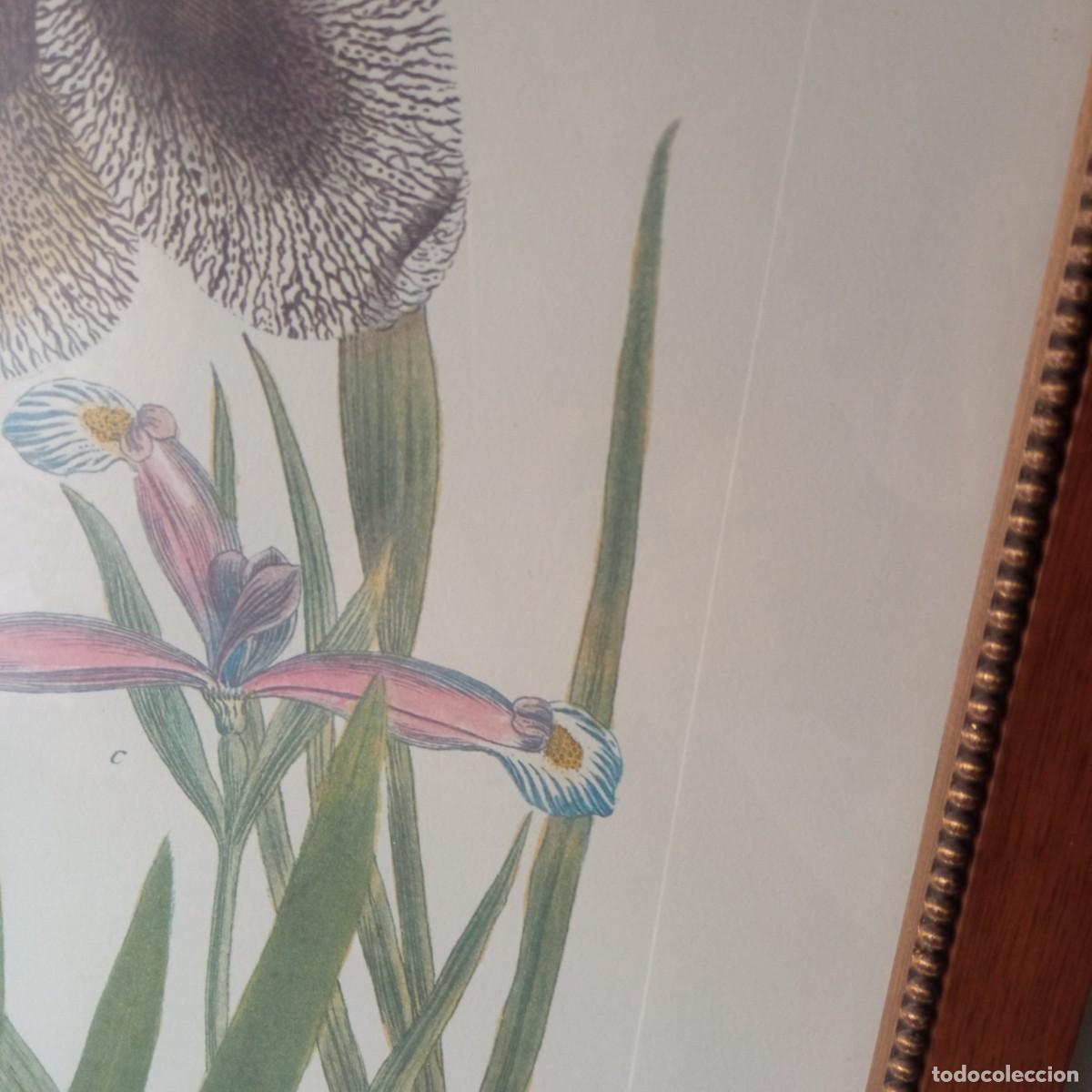 Vintage: cuadro con grabado de flores de Iris enmarcado - Foto 9
