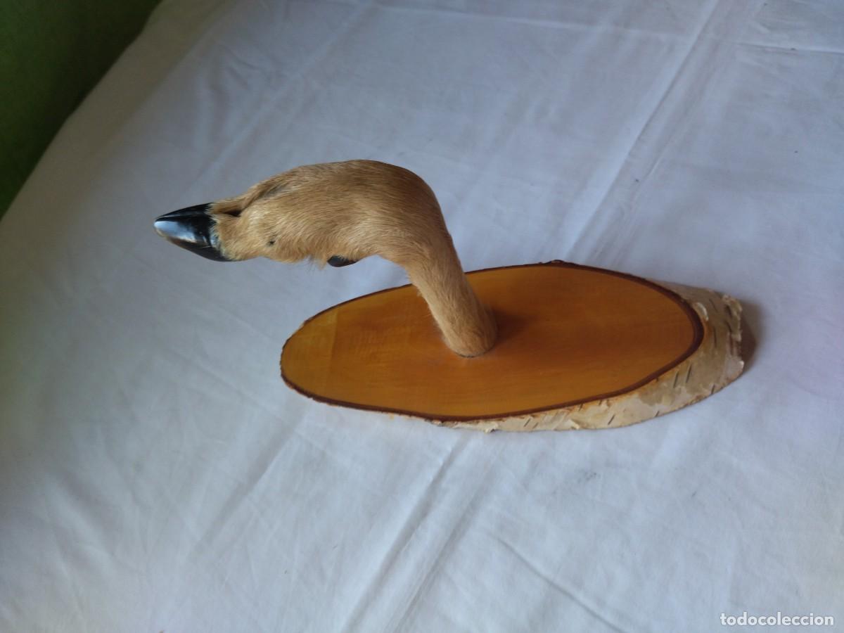 Vintage: Antiguo perchero con pata de cabra real, base de madera, ideal caba&ntilde;as - Foto 2