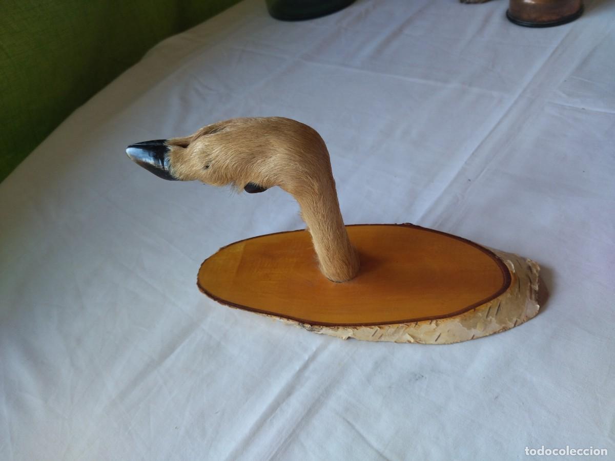 Vintage: Antiguo perchero con pata de cabra real, base de madera, ideal caba&ntilde;as - Foto 3