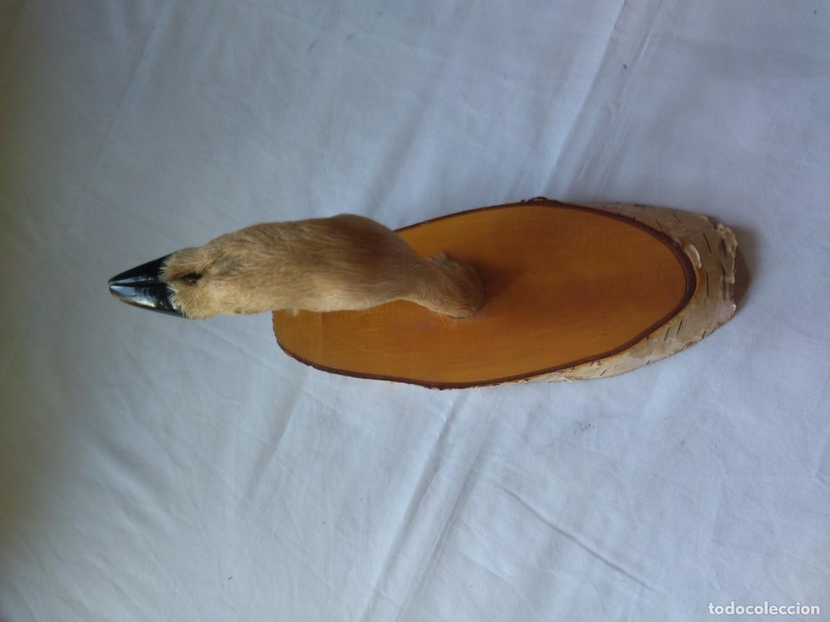 Vintage: Antiguo perchero con pata de cabra real, base de madera, ideal caba&ntilde;as - Foto 4