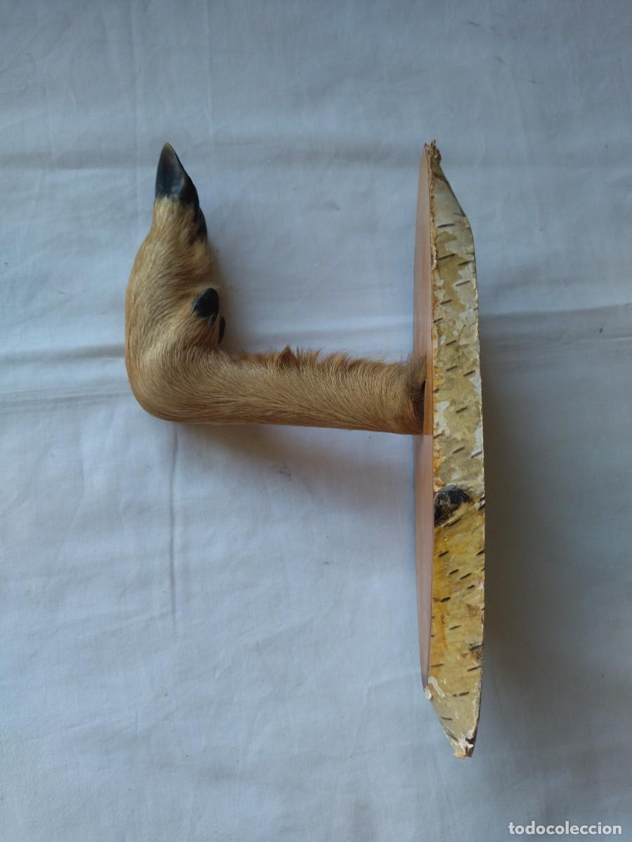 Vintage: Antiguo perchero con pata de cabra real, base de madera, ideal caba&ntilde;as - Foto 5