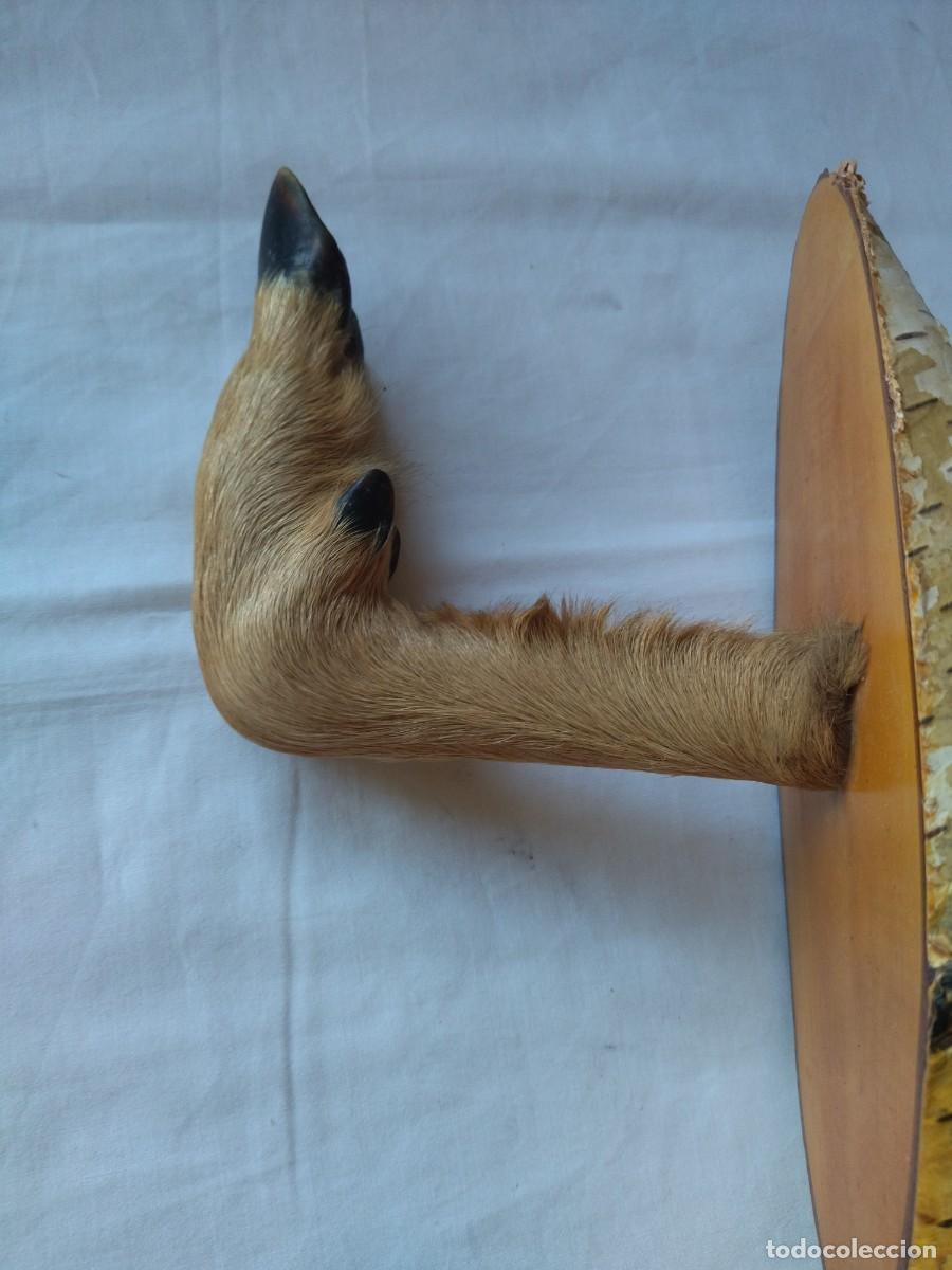 Vintage: Antiguo perchero con pata de cabra real, base de madera, ideal caba&ntilde;as - Foto 6