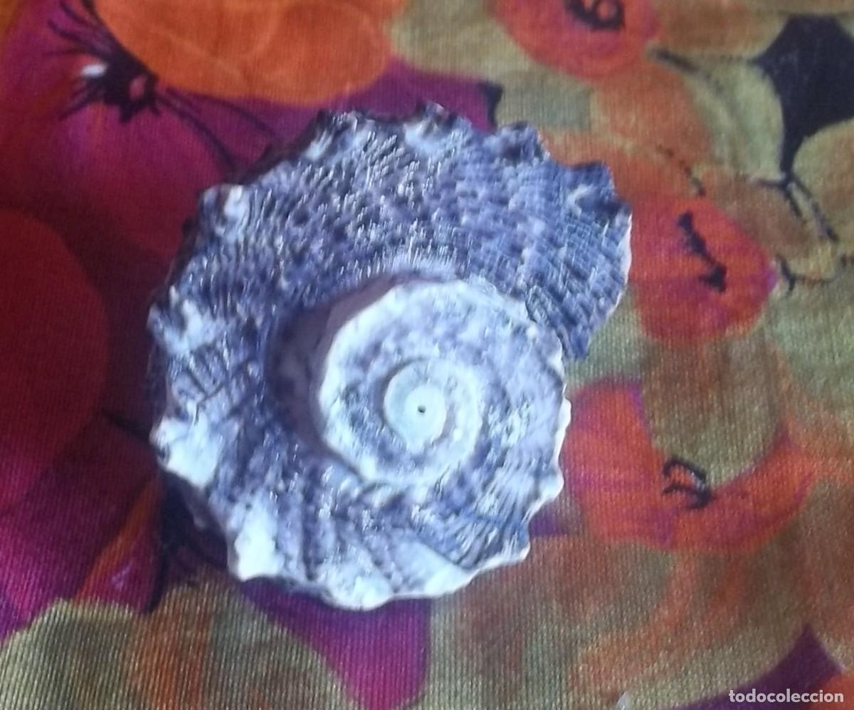 Vintage: CONCHA CARACOL-VINTAGE