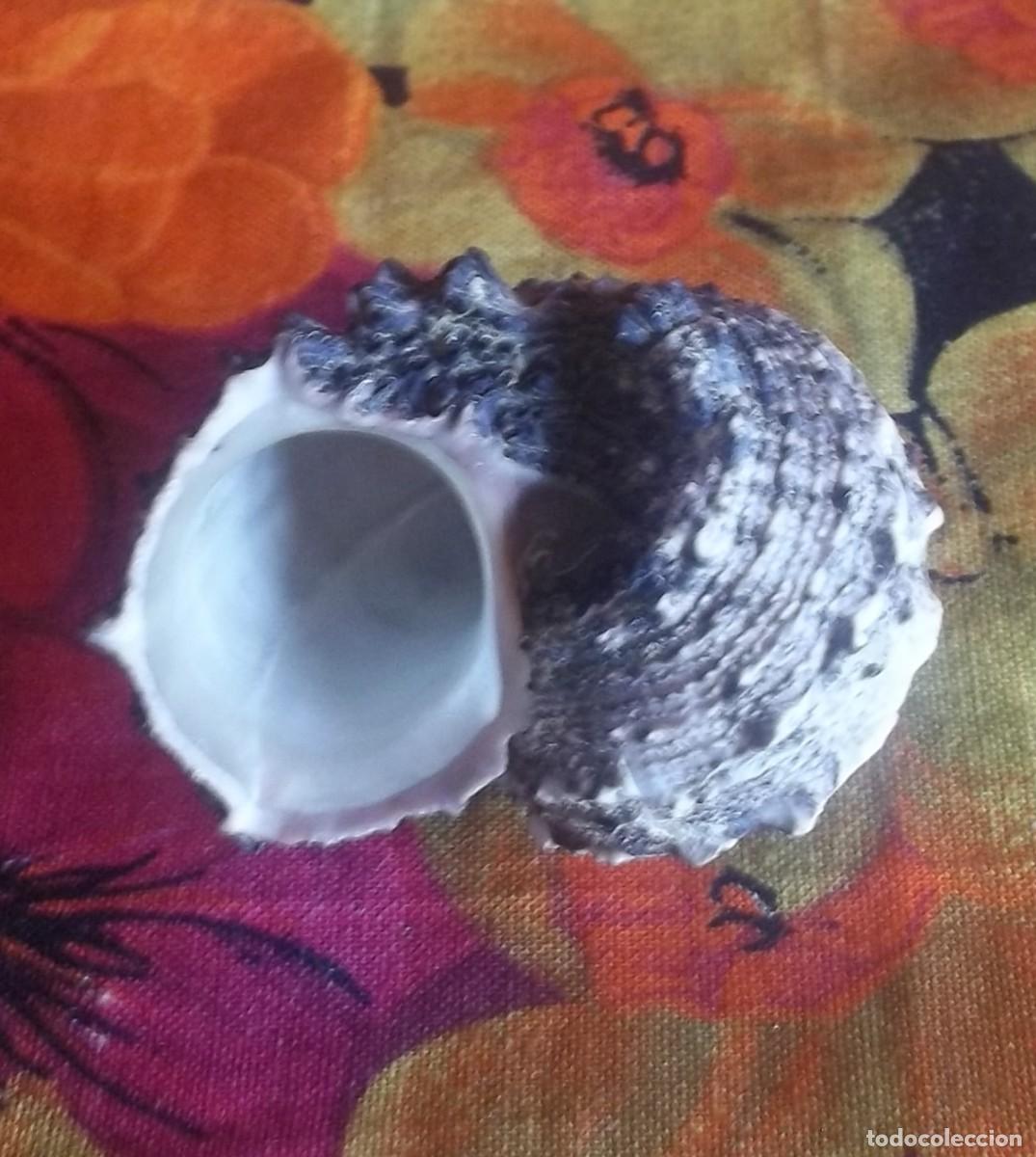 Vintage: CONCHA CARACOL-VINTAGE - Foto 2