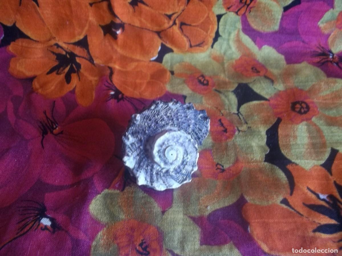 Vintage: CONCHA CARACOL-VINTAGE - Foto 3