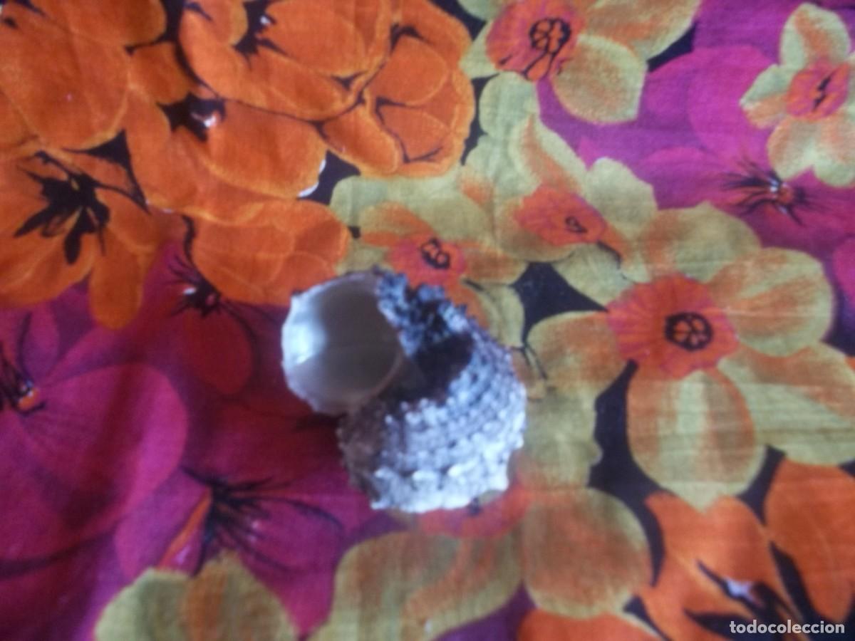 Vintage: CONCHA CARACOL-VINTAGE - Foto 4