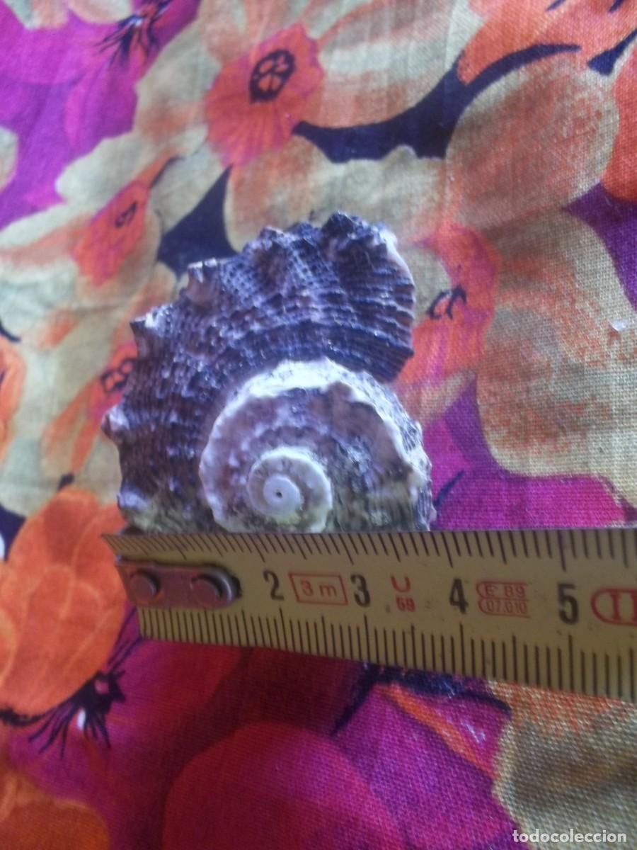Vintage: CONCHA CARACOL-VINTAGE - Foto 5