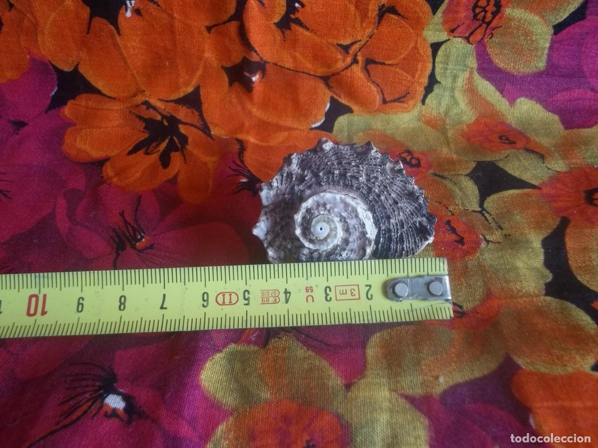 Vintage: CONCHA CARACOL-VINTAGE - Foto 6