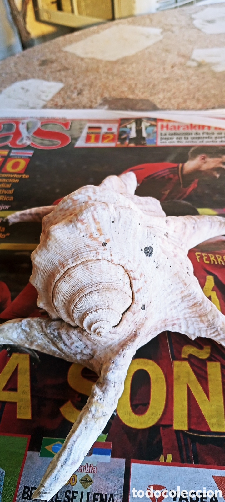 Vintage: Concha Ara&ntilde;a. Harpado Chingra. - Foto 2