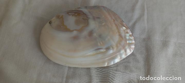 Vintage: CONCHA DE NACAR O MADREPERLA CON AMBAS CARAS. 17 cm. DOS VALVAS.