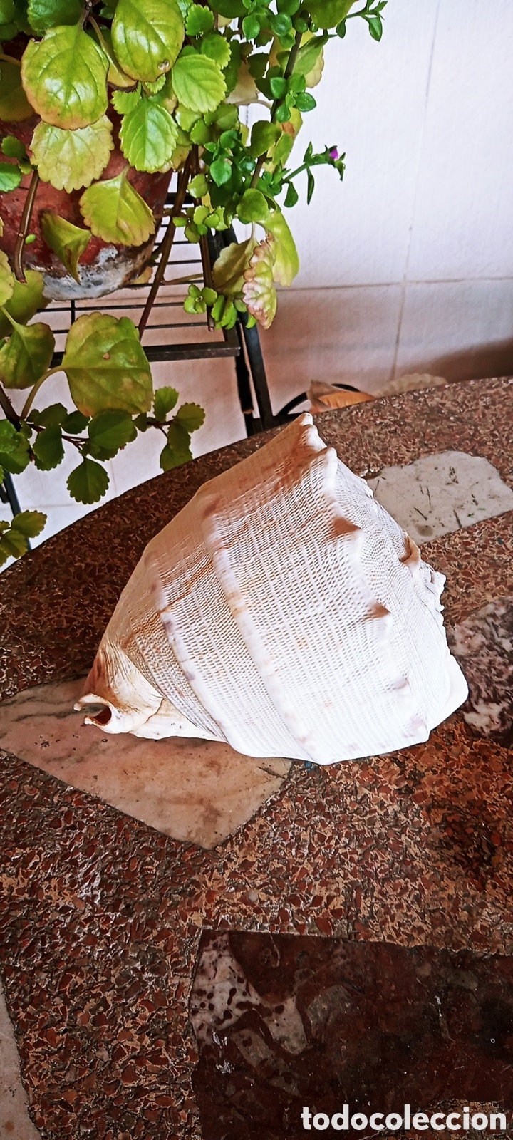 Vintage: Caracola de mar Melo Amphora. - Foto 2