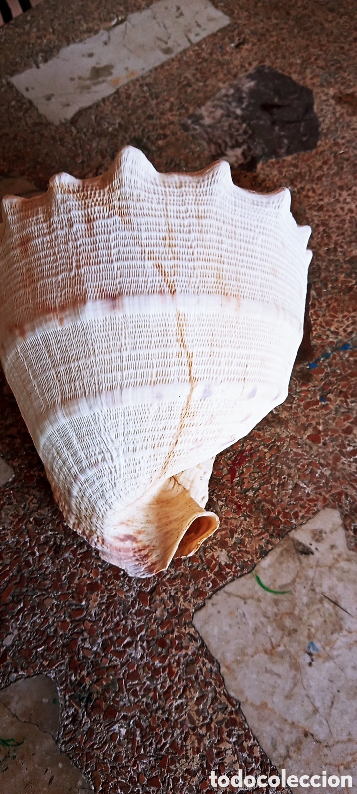 Vintage: Caracola de mar Melo Amphora. - Foto 4