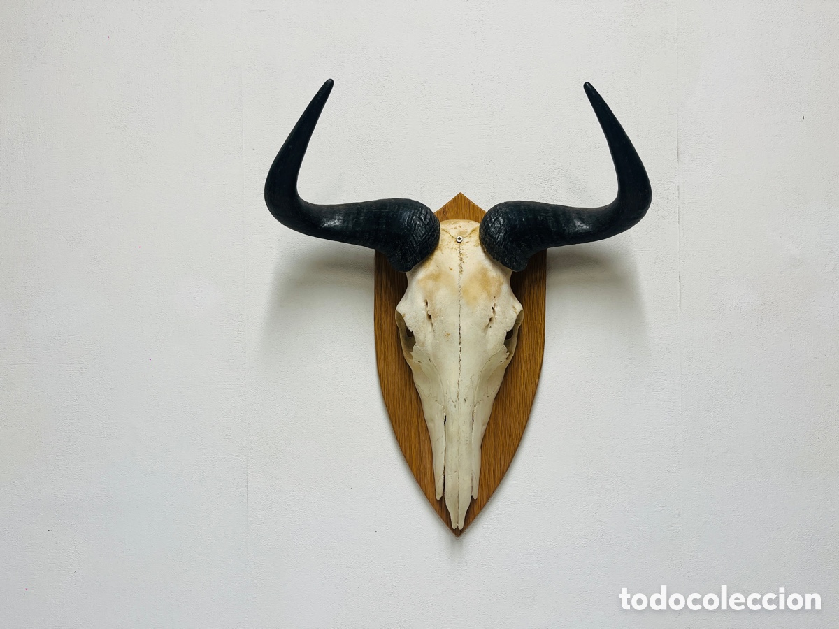 Vintage: Skull de &Ntilde;u Ombundia 2003
