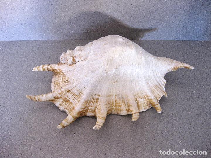 Vintage: GRAN LAMBIS TRUNCATA &ndash; CONCHA DE ARA&Ntilde;A &ndash; CONCHA DE CARACOL DE MAR &ndash; SPIDER SHELL &ndash; 28 CM.