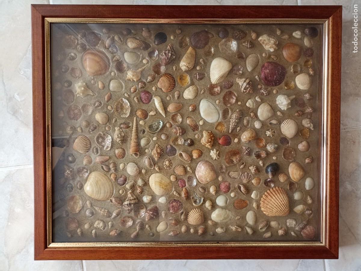 Vintage: Conchas y caracolas en arena. Cuadro para decoraci&oacute;n acristalado. 52x43 cm.