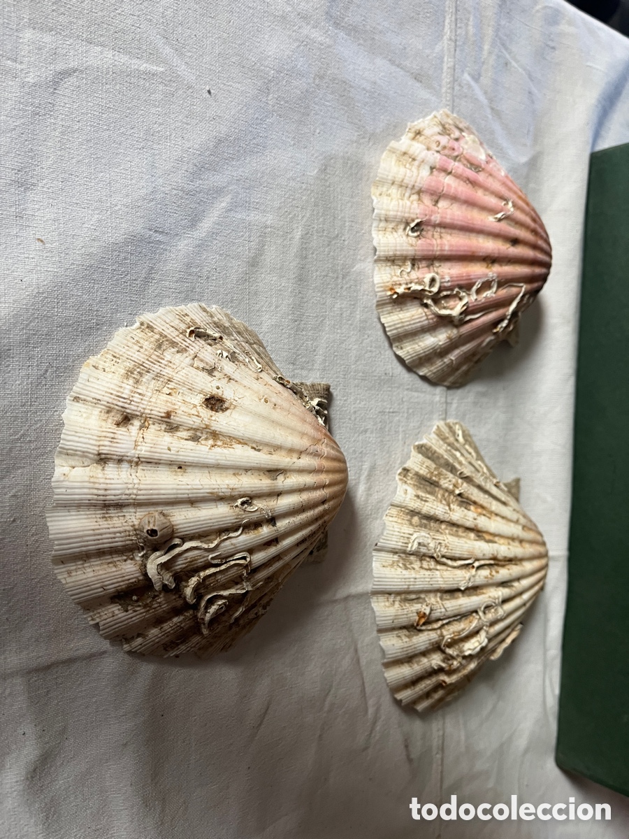 Vintage: VIEIRAS. Vintage.