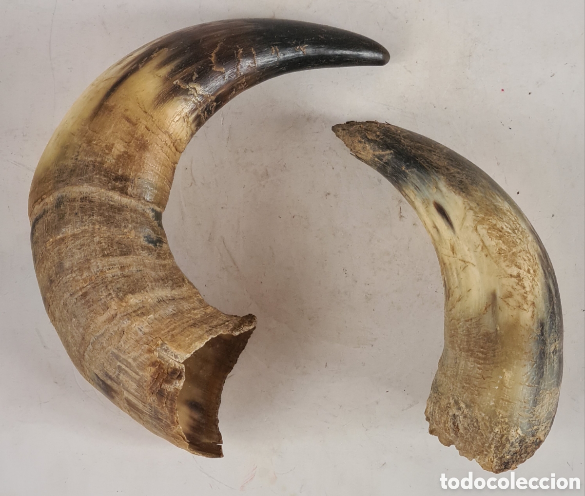Vintage: 2 Cuernos - Decoraci&oacute;n R&uacute;stica - Caza Taxidermia